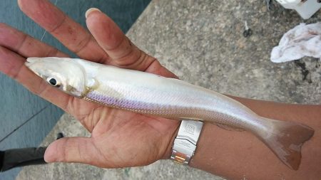 播磨新島８連投