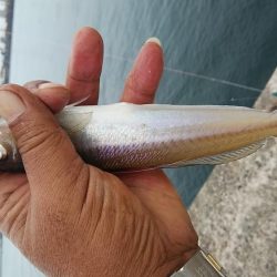 早朝から播磨新島へキス調査