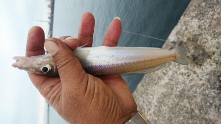 早朝から播磨新島へキス調査