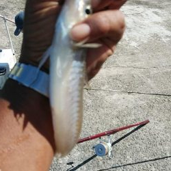 強風の播磨新島釣行