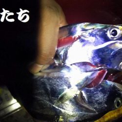 やっぱいた!タチウオ!