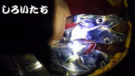 やっぱいた!タチウオ!