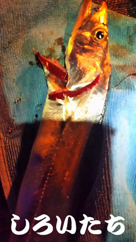 今日はタチウオ10匹釣る!と余裕のつもりが厳しかった!