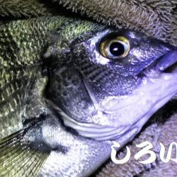 アジをねらうと、違う魚が釣れました。