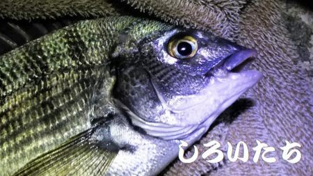 アジをねらうと、違う魚が釣れました。