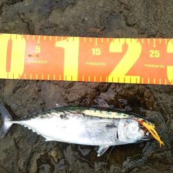 小雨の磯は穏やかでした