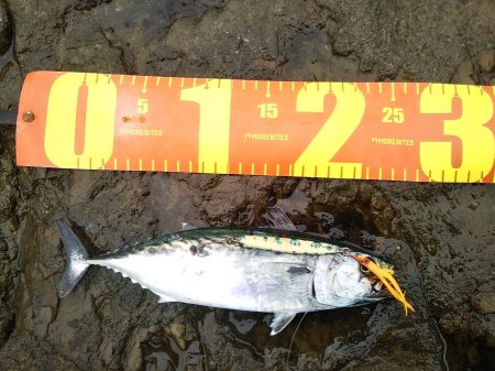 小雨の磯は穏やかでした