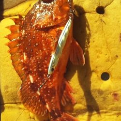 座布団まであと一歩