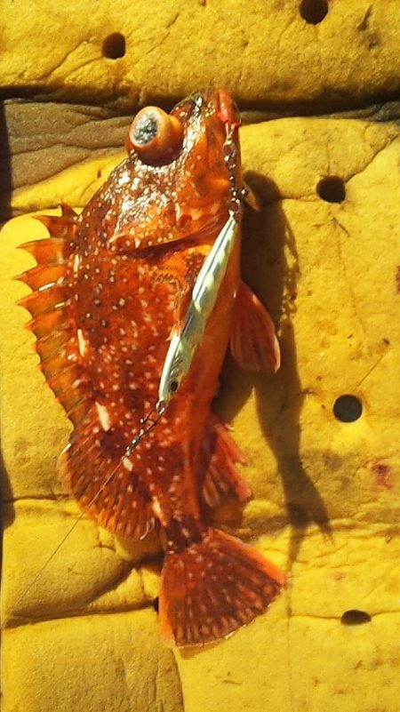 座布団まであと一歩