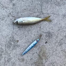 釣果も記憶も寒い!