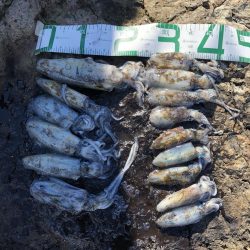 2020 佐渡ヶ島エギング 7回目