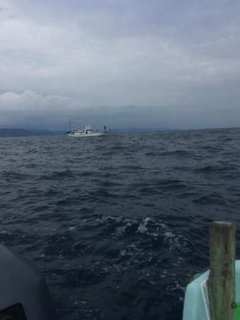 出羽島沖でカツオ