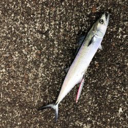 カマスはどこへ？