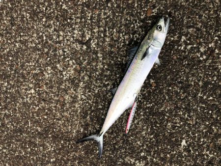 カマスはどこへ？