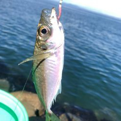 ベイト何処いった?