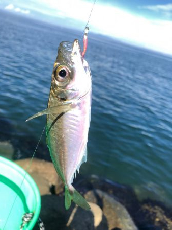 ベイト何処いった？