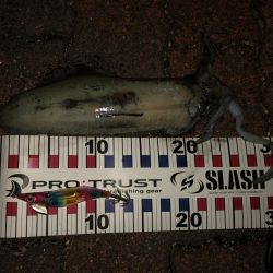 フラッシュ効果発動⁉️