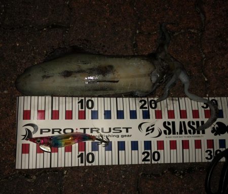 フラッシュ効果発動⁉️