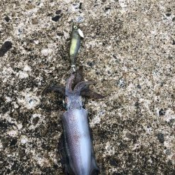 新子ランガン釣果