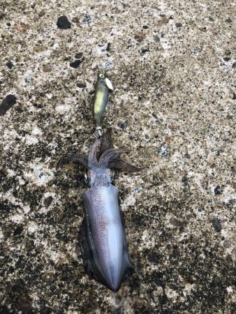 新子ランガン釣果