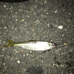 9月21日住宅街の側溝で