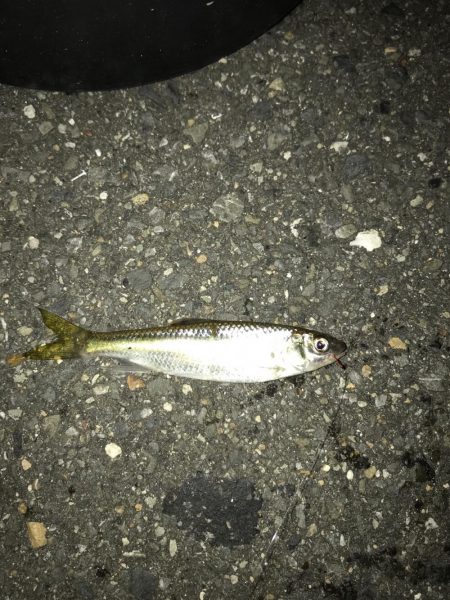 9月21日住宅街の側溝で