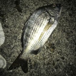 サナギフカセ3rd