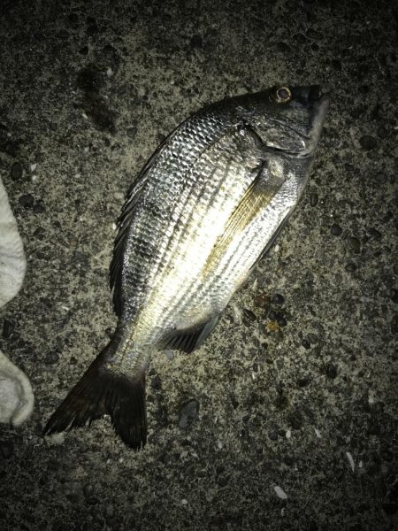 サナギフカセ3rd