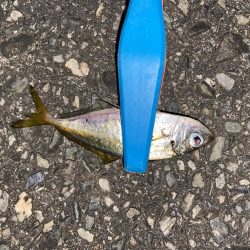 アジング釣行