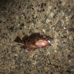 エギングと穴釣り