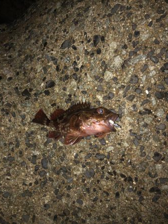 エギングと穴釣り