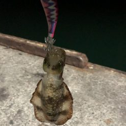 まだまだ小ぶり