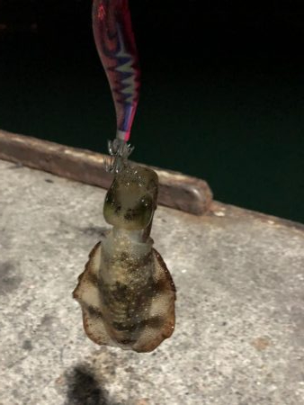 まだまだ小ぶり