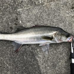 竿が折れた釣行