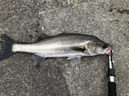 竿が折れた釣行