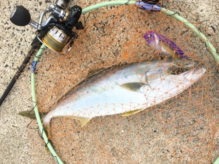 ヒラゴのライドオン！