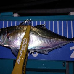 ワインドのちアジング