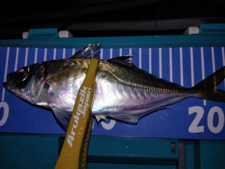 ワインドのちアジング