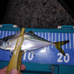 アジング自己最多