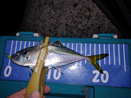 アジング自己最多