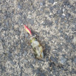 サゴシは釣れず