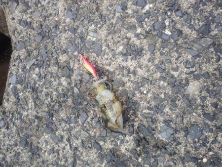 サゴシは釣れず