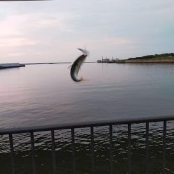 ポッパーでサバ