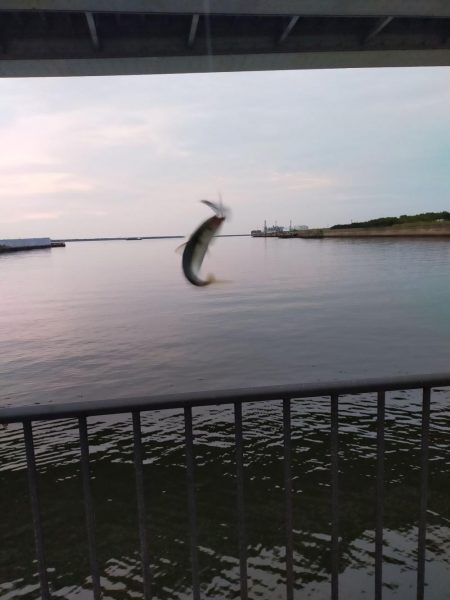 ポッパーでサバ