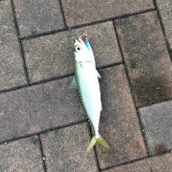 今日もトップでサバ