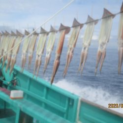 スルメイカ　52杯　釣れたよ(^_-)-☆