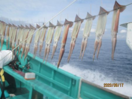 スルメイカ　52杯　釣れたよ(^_-)-☆