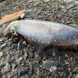 イカよりカマスが成長中！！