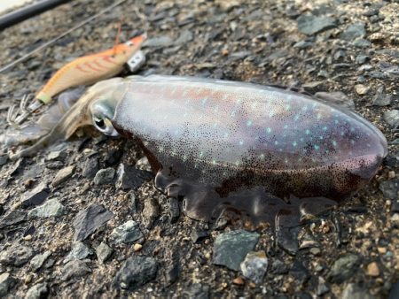 イカよりカマスが成長中！！