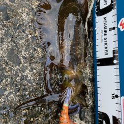 連休明けのアオリは・・・